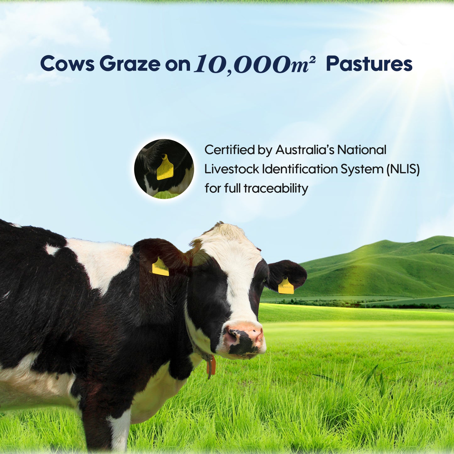 Cattle graze on vast pastures, and every cow in the herd has received NLIS safety certification.